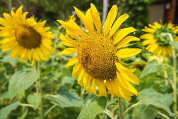 Beautiful sunflower blooming in nature,Tuscany sunflowers field