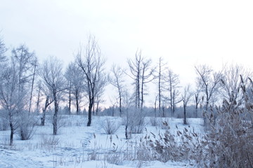 Fototapeta na wymiar зимний пейзаж с деревьями, утро