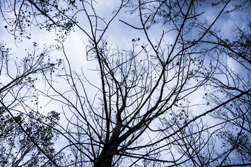 Silhouettes Of Branches