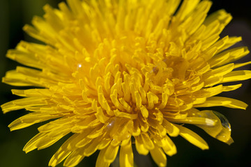 yellow dandelions in spring