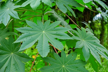 Leaves