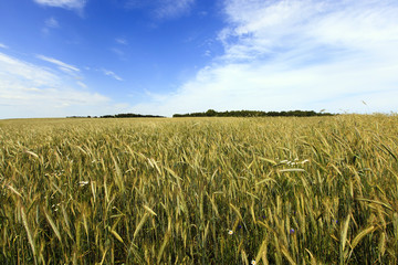 field with cereals