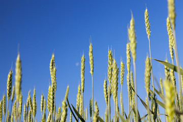 Obraz premium Field with cereal