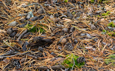 Pinecones and needles, laying on the ground. Autumn time.