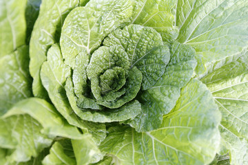 A close up view of cabbages in the field, korea 
