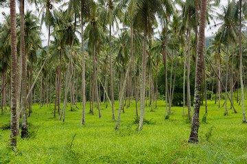 Coconut palm trees plantation in green grassland on island