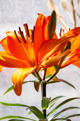 Orange Lily