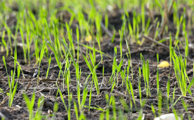 young grass plants, close-up