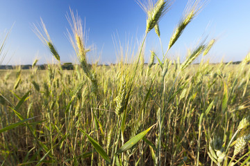 Field with cereal
