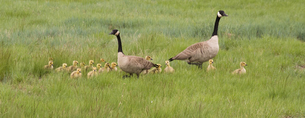 A family of two adult Canadian geese and their thirteen goslings with yellow down walking in a grassy green field. Photographed under natural light.