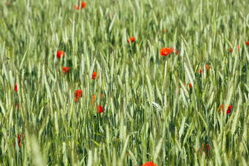 Red poppy flowers