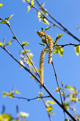 Young leaves of birch