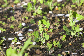 young green peas
