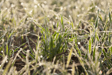 young grass plants, close-up