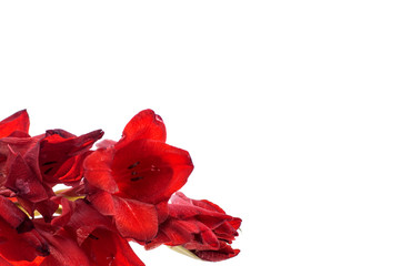 red gladiolus isolated on a white background