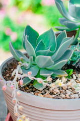 Echeveria succulent desert plant cactus decorative close up