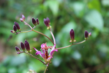 ホトトギスの花