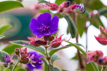 Fototapeta na wymiar pink and purple fuschia variety flowers