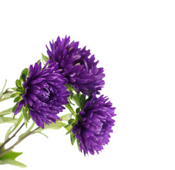  flower aster isolated on white background