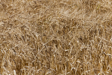 ripe yellow cereals