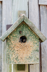 Bumblebee hive nest wooden man-made house shelter 