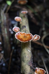 mushroom in the forest at waterfall Thailand