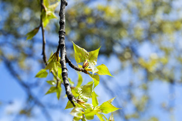 linden trees in the spring