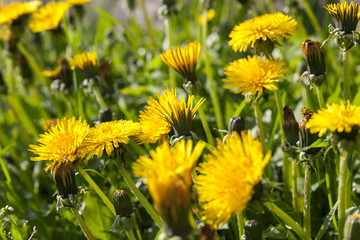 yellow dandelions in spring