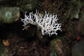 White coral Mushroom 