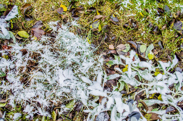 image from outdoor texture background series (wood and grass) / Summer background with green grass and soil / Background of soil and grass