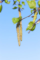 Obraz premium Young leaves of birch
