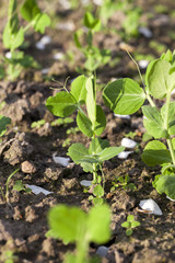 young green peas