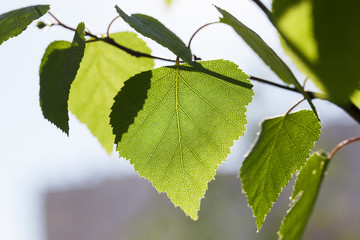 Fototapeta premium Young leaves of birch