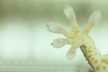 Obraz na płótnie Canvas Fingers of Gecko on glass - vacuum feed macro - WALL STICKER