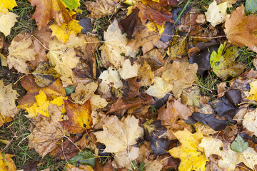 leaves in autumn park