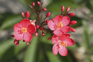 flowers and buds