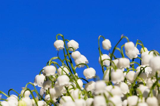 Forest lily of the valley close-up