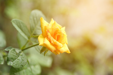 single yellow rose 