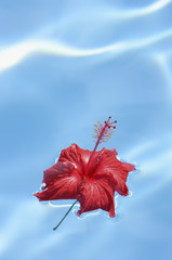 Red hibiscus flower floating in pool