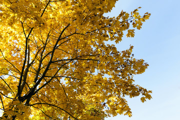 maple trees in the fall