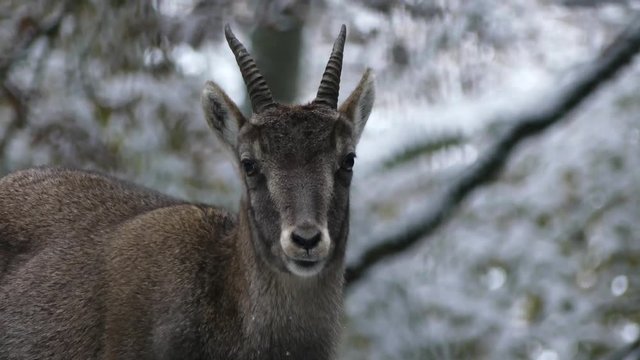Steinbock