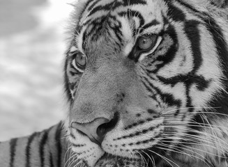 close up tiger in zoo