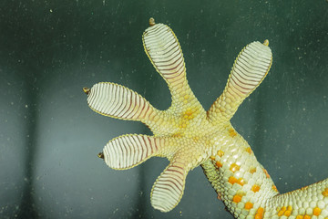 Fingers of Gecko on glass