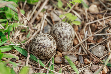 Eggs of Red-wattled Lapwing bird on ground in forest, Bird's nes