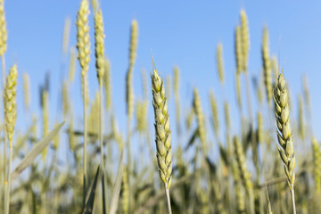 Fototapeta premium Field with cereal
