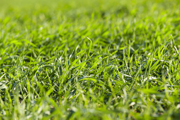 young grass plants, close-up