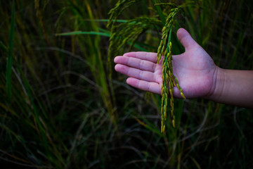 Caring for rice crops.