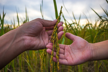 Fototapeta na wymiar Caring for rice crops.
