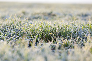 green wheat, frost