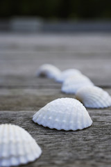 Fototapeta na wymiar Seashells on wooden decking